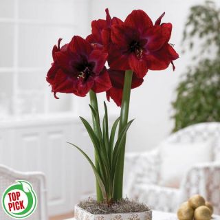 Black Pearl Amaryllis Thumbnail